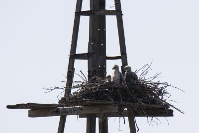 Red Tailed Hawk Chicks 2023